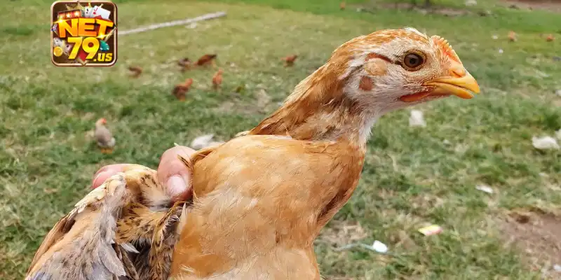 Gà Bị Sổ Mũi: Nguyên Nhân, Cách Chăm Sóc Hiệu Quả Với Net79 2 Đôi điều quan trọng khi gà bị sổ mũi