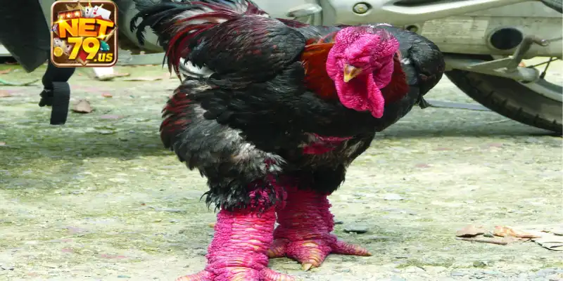 Tổng quan về giống gà nòi hiếm