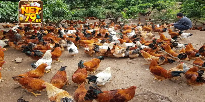 Thuốc Xổ Giun Cho Gà: Công Dụng Và Các Lưu Ý Cùng Net79 2 Nét cơ bản về thuốc xổ giun cho gà