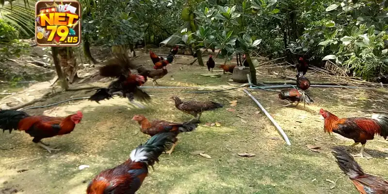 Khái quát cần biết về xổ lãi cho gà