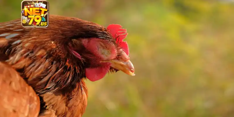 Gà Bị Sổ Mũi: Nguyên Nhân, Cách Chăm Sóc Hiệu Quả Với Net79 3 Các dấu hiệu gà có hiện tượng sổ mũi