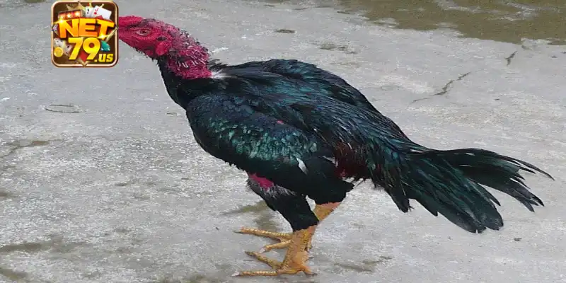 Vì sao nên nuôi gà nòi hiếm