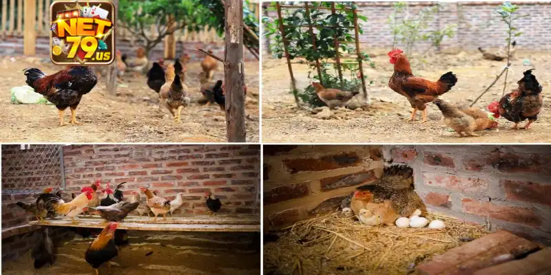 Thuốc Xổ Giun Cho Gà: Công Dụng Và Các Lưu Ý Cùng Net79 3 Các dấu hiệu gà cần tẩy giun