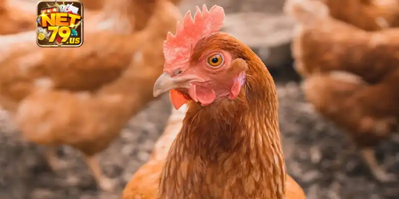 Gà Bị Sổ Mũi: Nguyên Nhân, Cách Chăm Sóc Hiệu Quả Với Net79 4 Thời gian để gà hồi phục