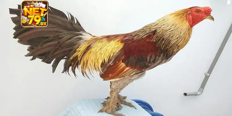 Chọn giống gà nòi hiếm chuẩn xác