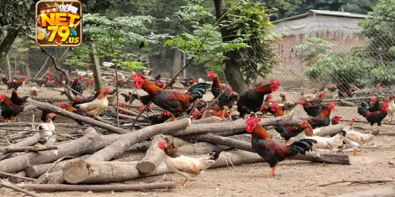 Thuốc Xổ Giun Cho Gà: Công Dụng Và Các Lưu Ý Cùng Net79 4 Chi tiết cách dùng thuốc cần nắm