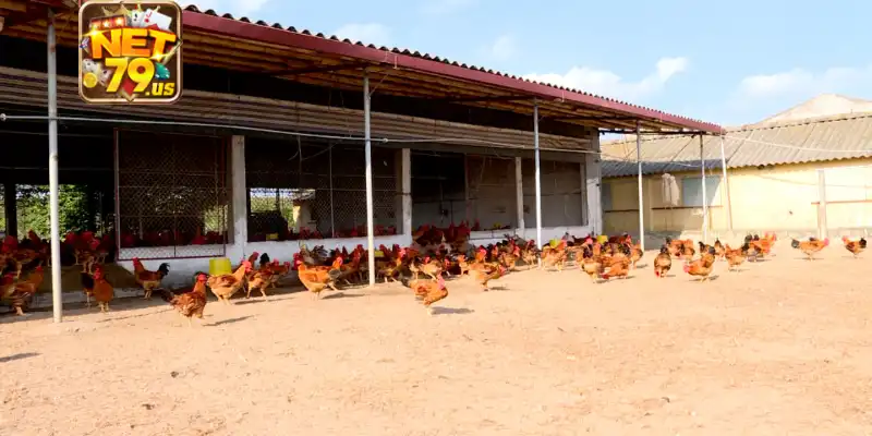 Chi tiết các phương pháp xổ lãi