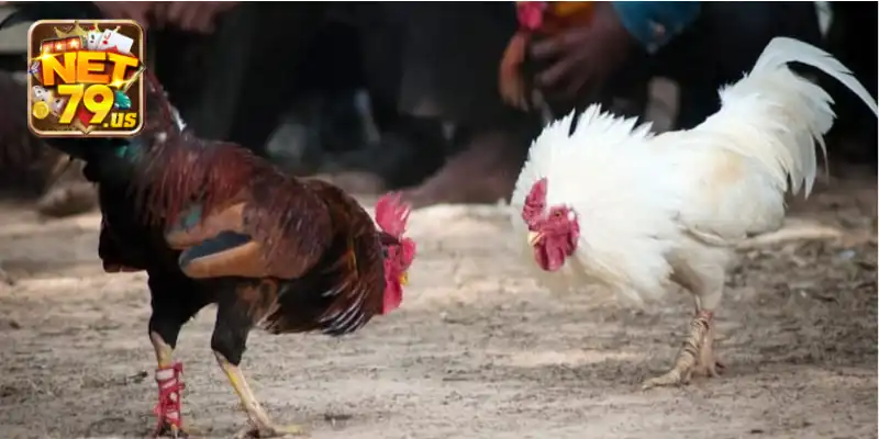 Ưu điểm nổi bật khi chơi đá gà tại NET79