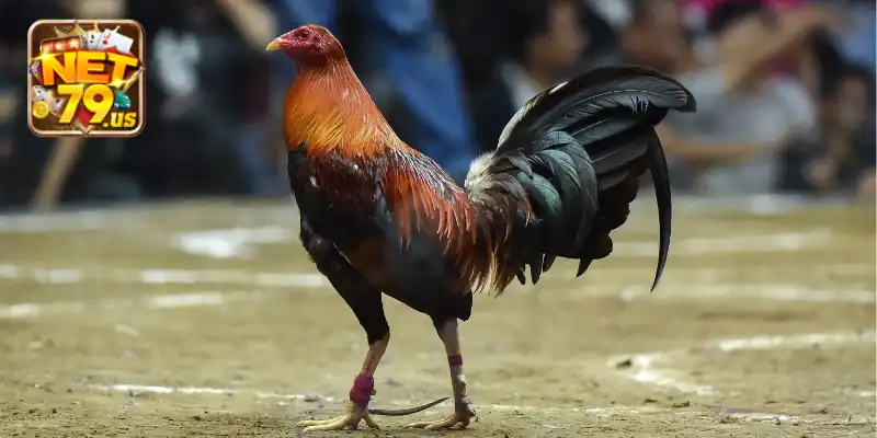 Một số giống gà đá xuất sắc được ưa chuộng