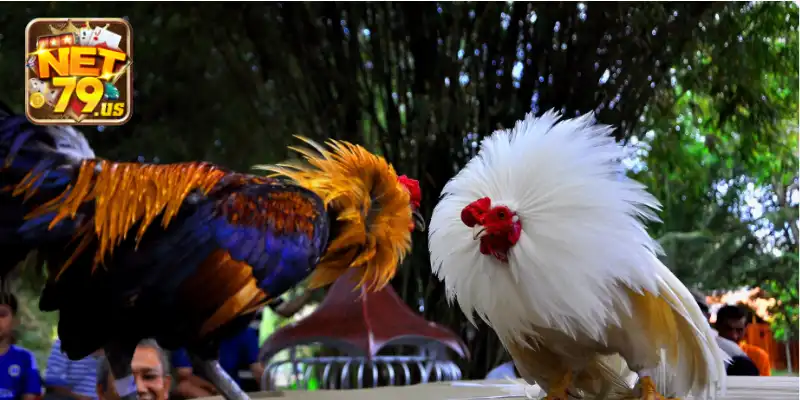 Các kinh nghiệm chọn gà đá cực chuẩn tại NET79