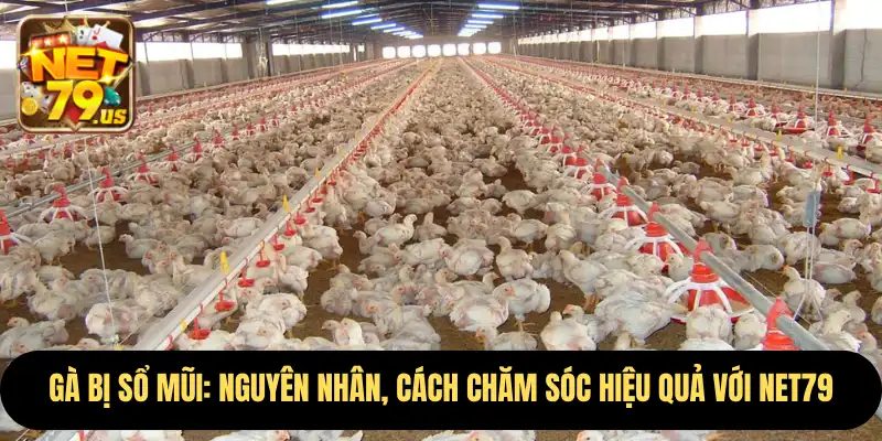 Gà Bị Sổ Mũi: Nguyên Nhân, Cách Chăm Sóc Hiệu Quả Với Net79 1 Gà Bị Sổ Mũi