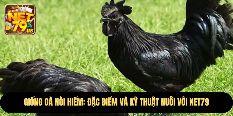 Giống Gà Nòi Hiếm