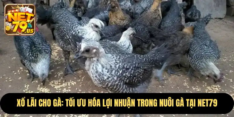 Xổ Lãi Cho Gà